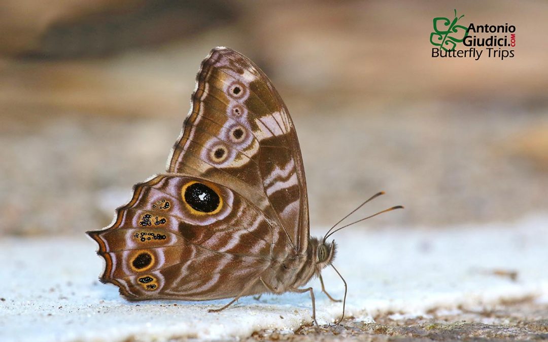 The Common Treebrownผีเสื้อเลอะเทอะธรรมดาLethe rohria