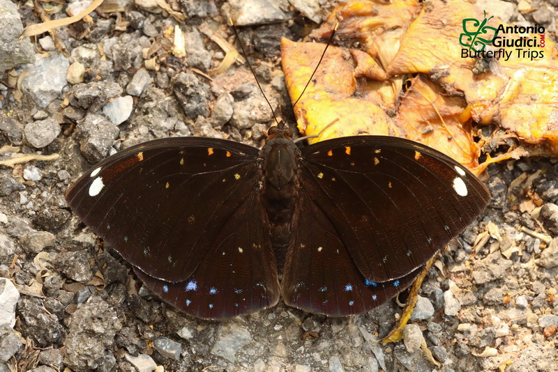 The Blue-spot Archdukeผีเสื้ออ๊าชดุ๊คจุดฟ้าLexias albopunctata