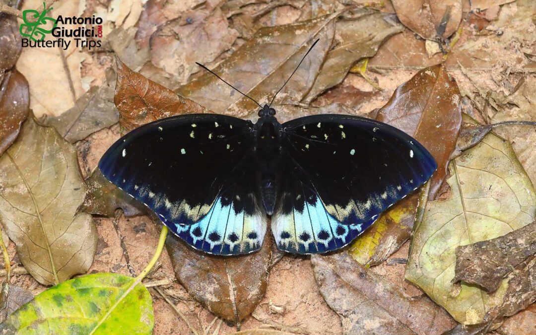 The Great Archdukeผีเสื้ออ๊าชดุ๊คใหญ่Lexias cyanipardus