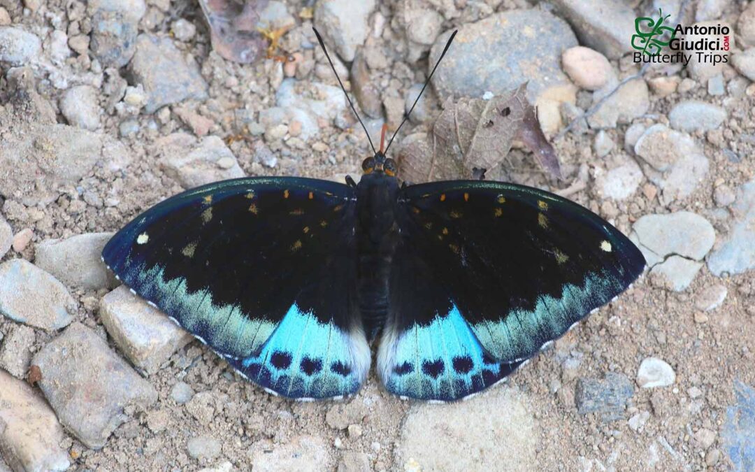 The Black-tip Archdukeผีเสื้ออ๊าชดุ๊คปลายหนวดดำLexias dirtea