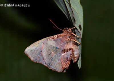 Liphyra brassolis