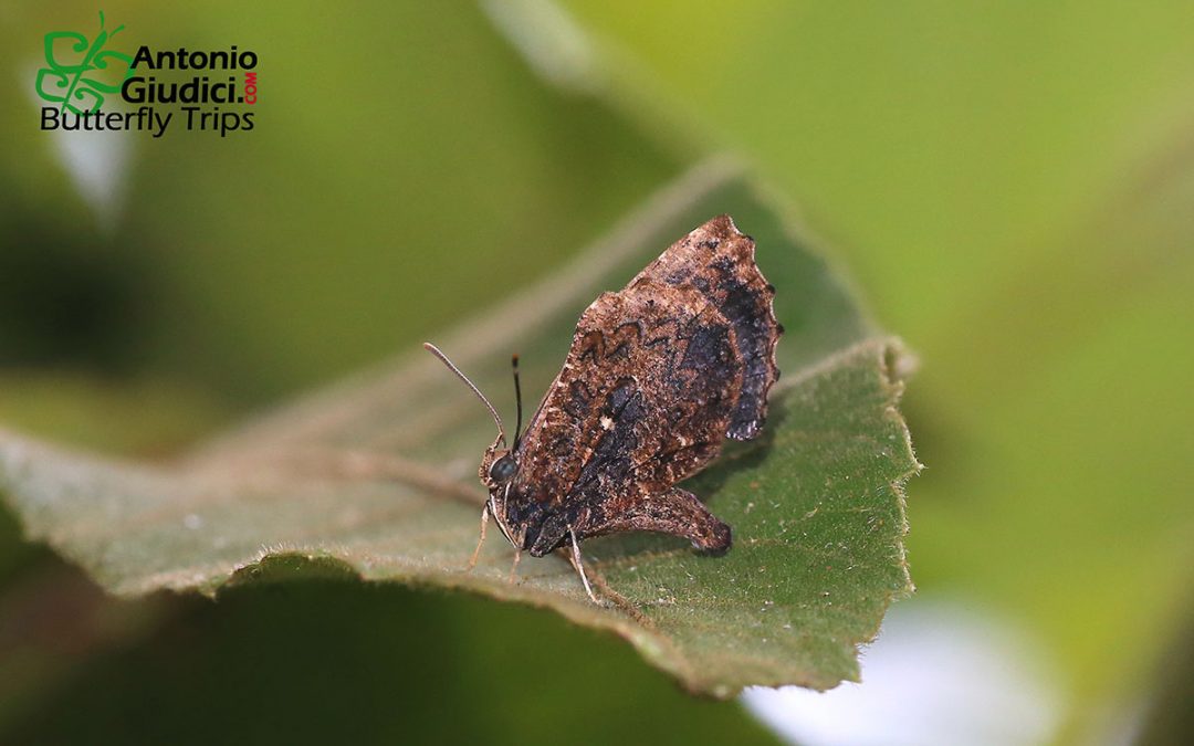  The Dark Mottle  ผีเสื้อลายหินอ่อนสีคล้ำ Logania watsoniana