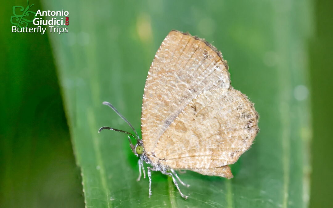 Logania distanti
