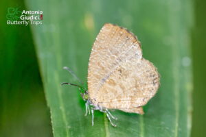 Logania Distanti
