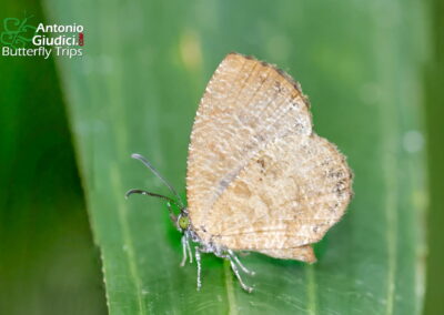 Logania distanti