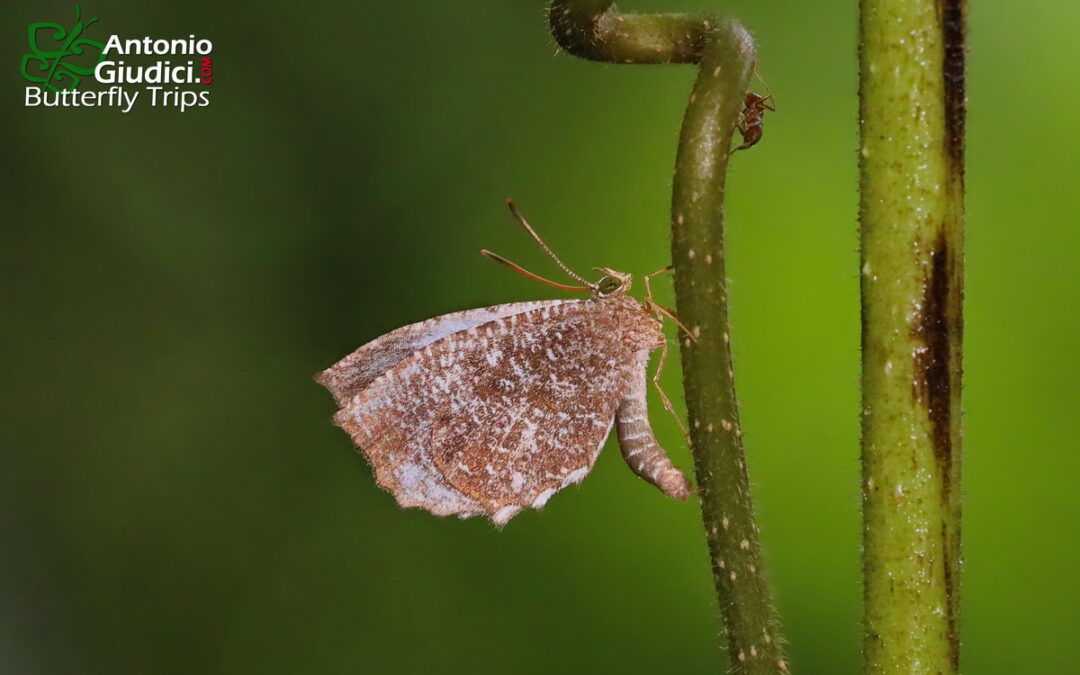 The Malayan Mottleผีเสื้อลายหินอ่อนมลายูLogania malayica