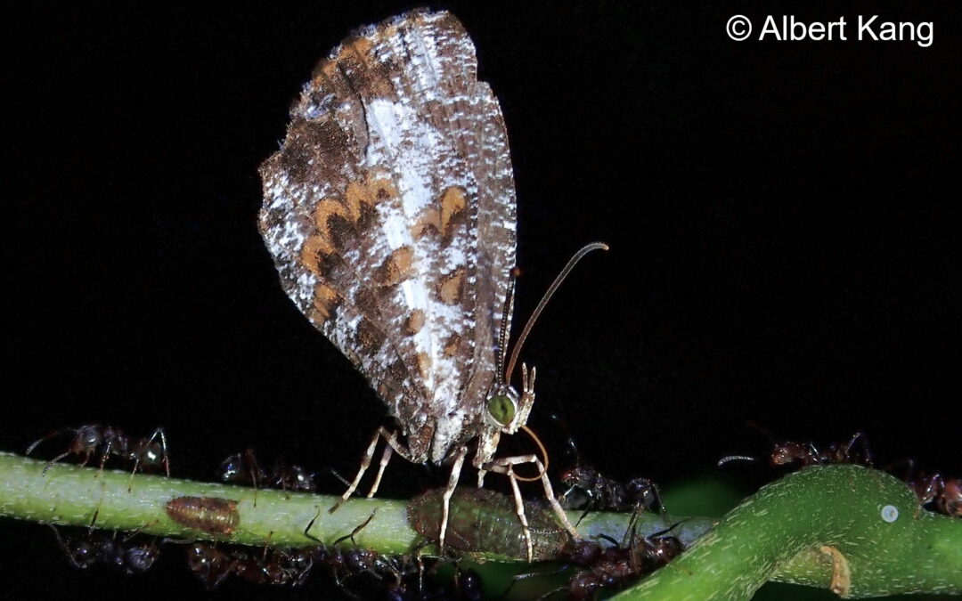 Logania regina