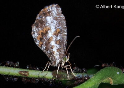 Logania regina