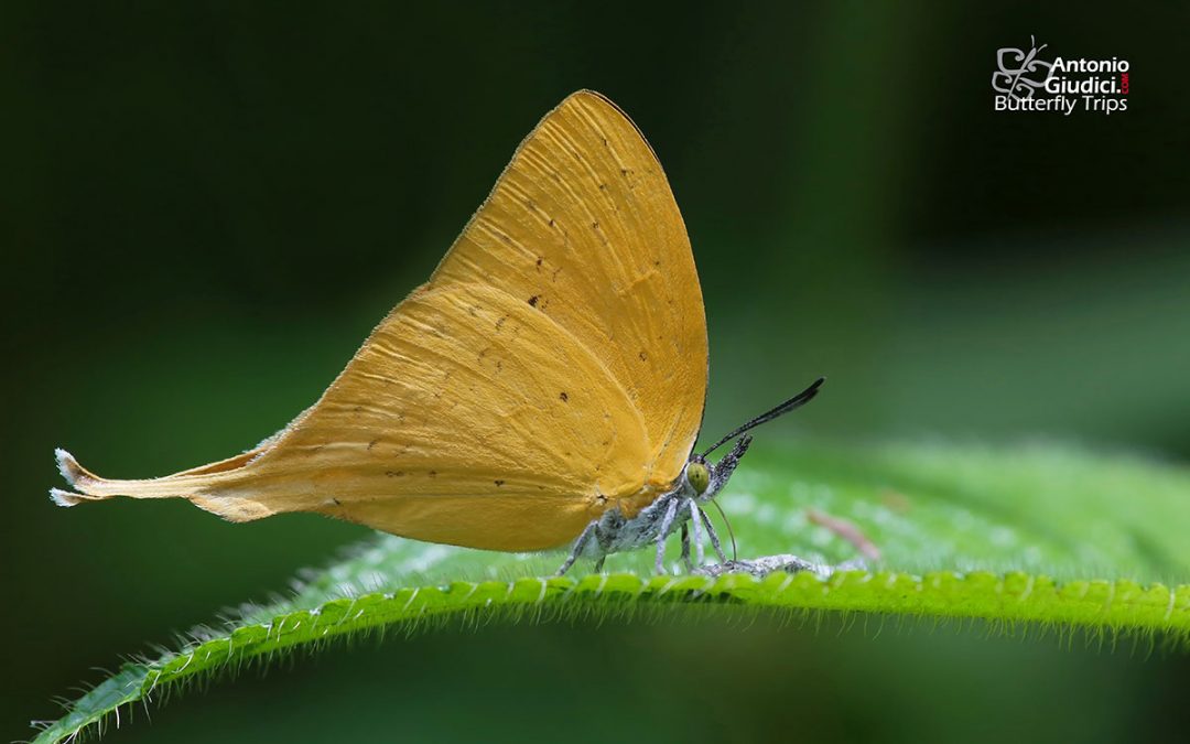 The Malayan Yamfly ผีเสื้อแสดหางยาวมลายู Loxura cassiopeia