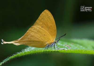 The Malayan Yamfly ผีเสื้อแสดหางยาวมลายู Loxura cassiopeia