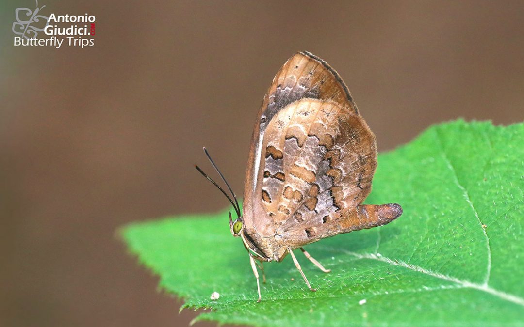 The Divided Brownieผีเสื้อหนอนกินเพลี้ยแถบขาดMiletus ancon