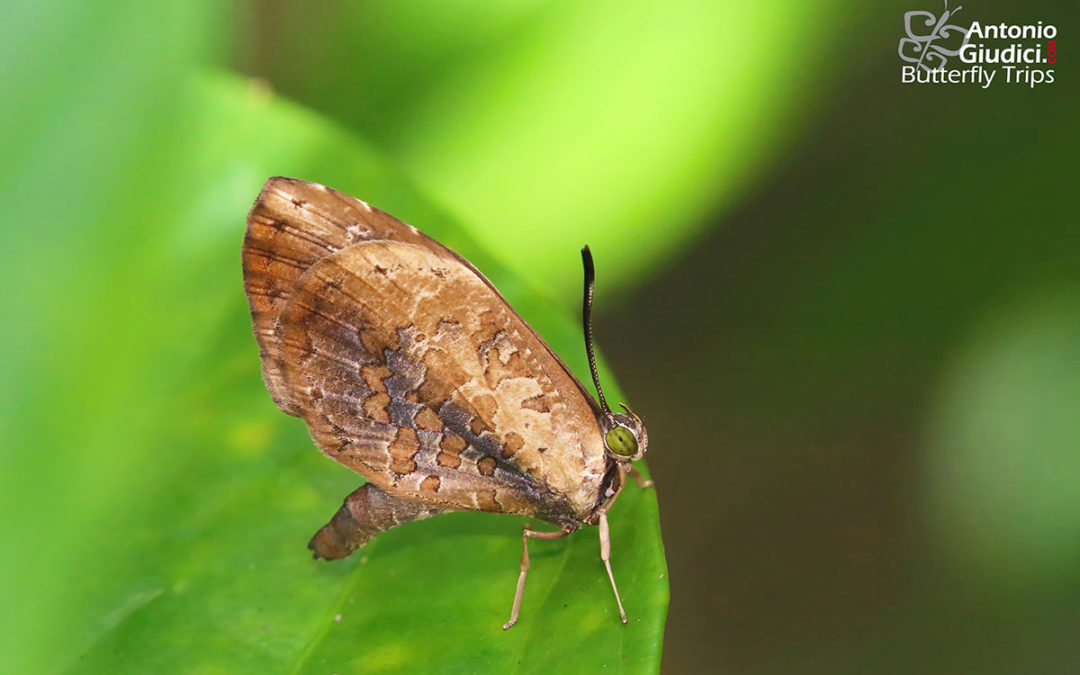 The Extended Brownieผีเสื้อหนอนกินเพลี้ยแถบต่อMiletus gallus