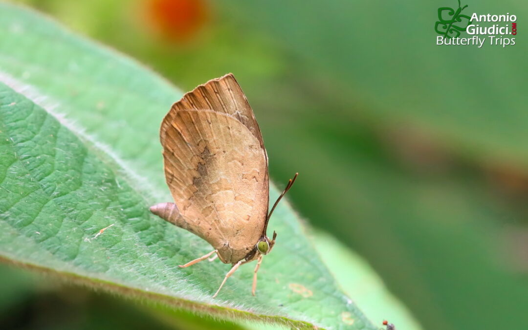 The Great Brownieผีเสื้อหนอนกินเพลี้ยใหญ่Miletus symethus