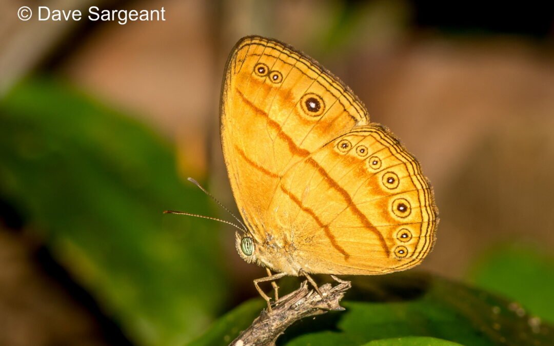 Mycalesis anapita
