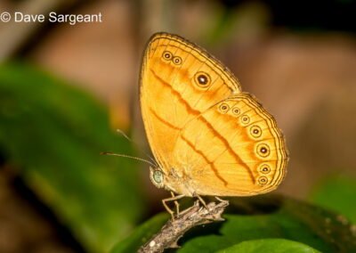 Mycalesis anapita