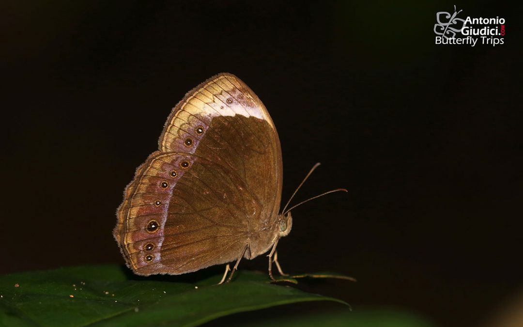 The Large White-bar Bushbrownผีเสื้อตาลพุ่มแถบขาวใหญ่Mycalesis anaxioides