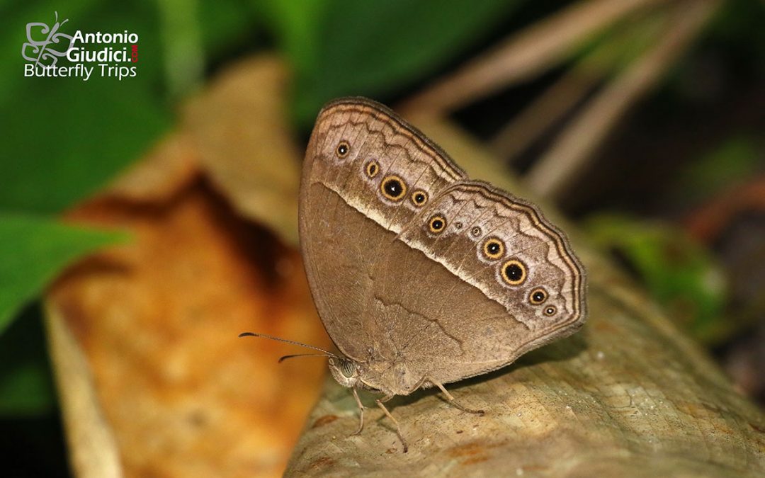 The Wavy Bushbrownผีเสื้อตาลพุ่มลายคลื่นMycalesis distanti