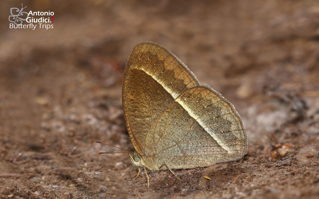 The Phu Kha Bushbrownผีเสื้อตาลพุ่มภูคาMycalesis inayoshii