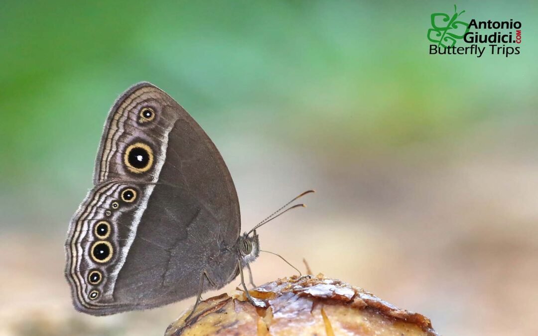 Mycalesis intermedia
