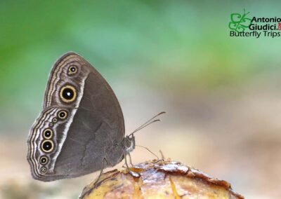 Mycalesis intermedia