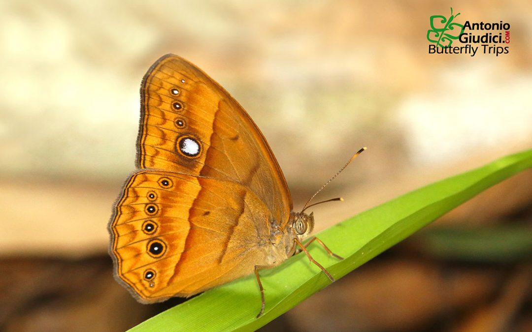 The Cyclops Bushbrownผีเสื้อตาลพุ่มใหญ่Mycalesis mnasicles