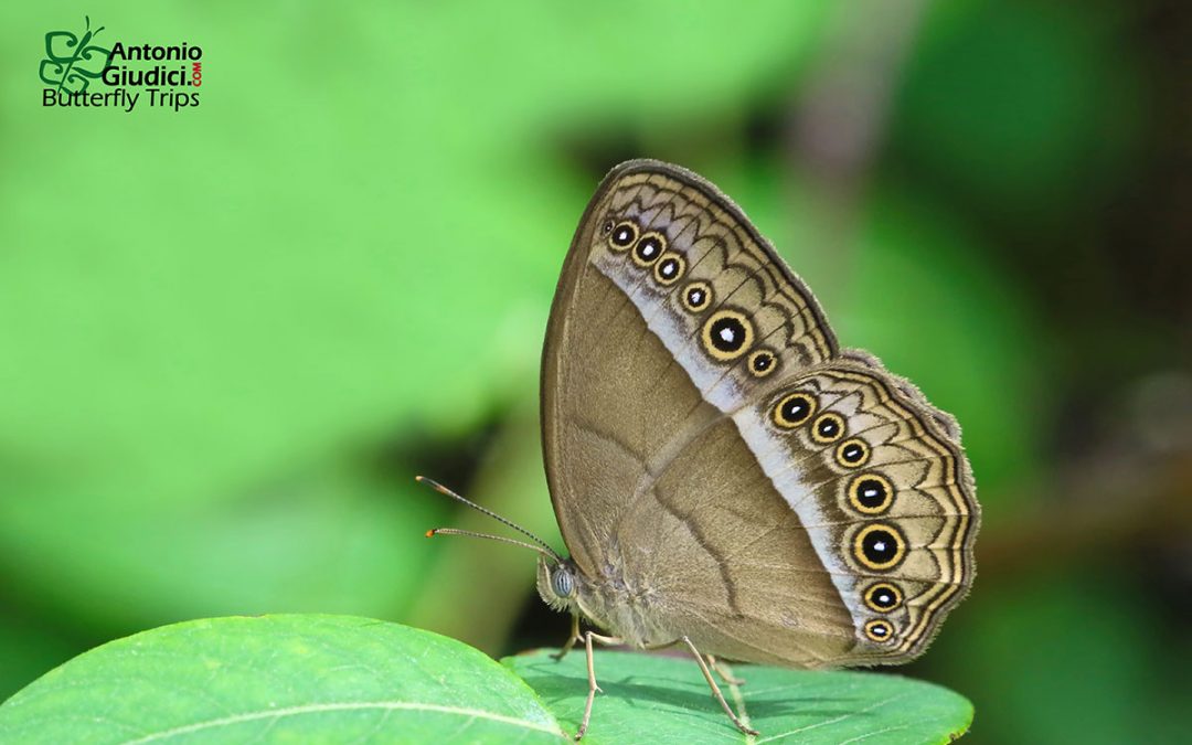 The Purple Bushbrownผีเสื้อตาลพุ่มม่วงMycalesis orseis