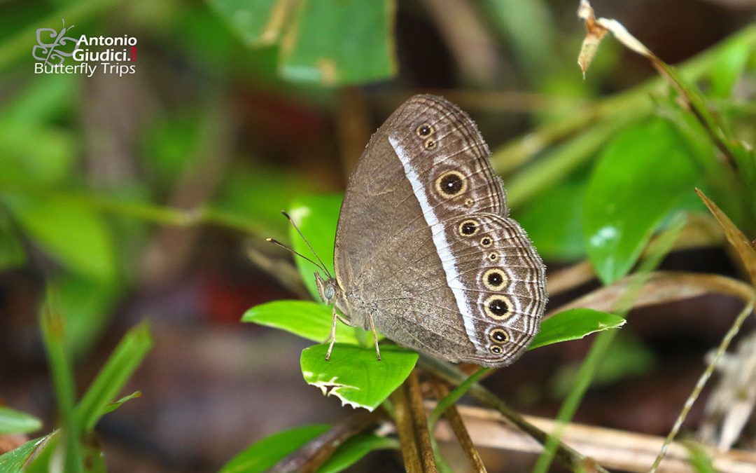 The Painted Bushbrownผีเสื้อตาลพุ่มลายวาดMycalesis sangaica