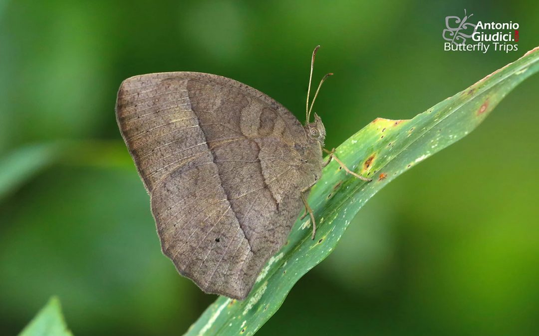 The Long-branded Bushbrownผีเสื้อตาลพุ่มแถบเพศยาวMycalesis visala