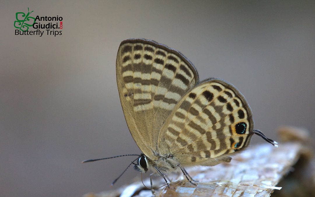 The White Lineblueผีเสื้อฟ้าขีดสี่เมียขาวNacaduba angusta
