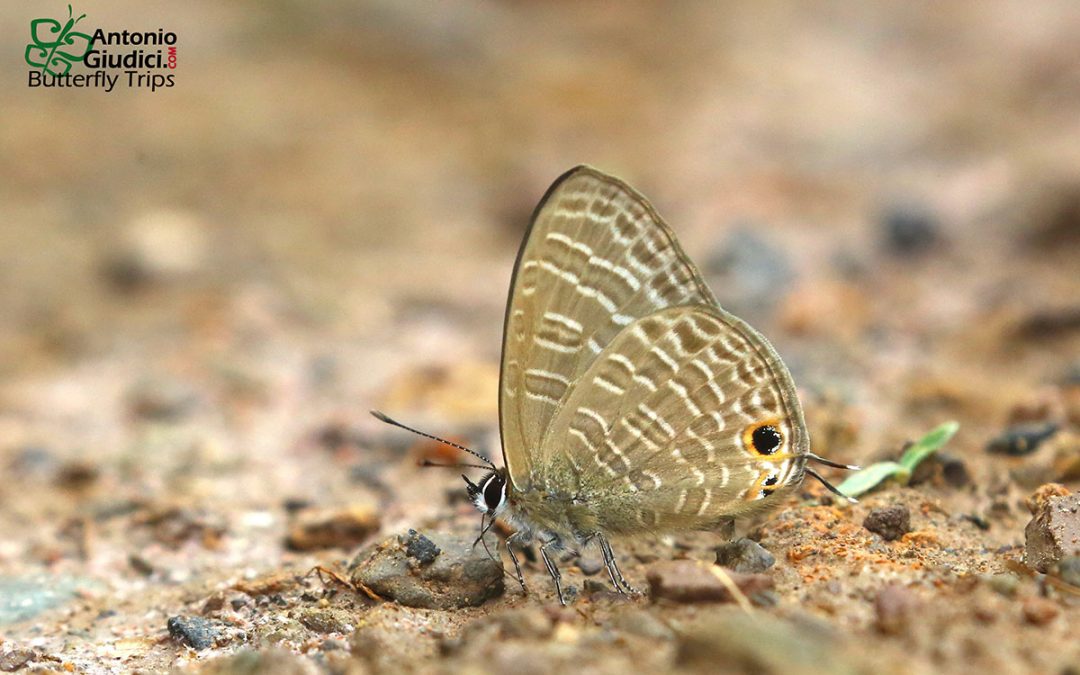 The Transparent Sixline Blueผีเสื้อฟ้าขีดหกปีกจางNacaduba kurava