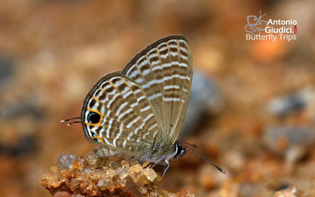 The Small Fourline Blueผีเสื้อฟ้าขีดสี่เล็กNacaduba pavana