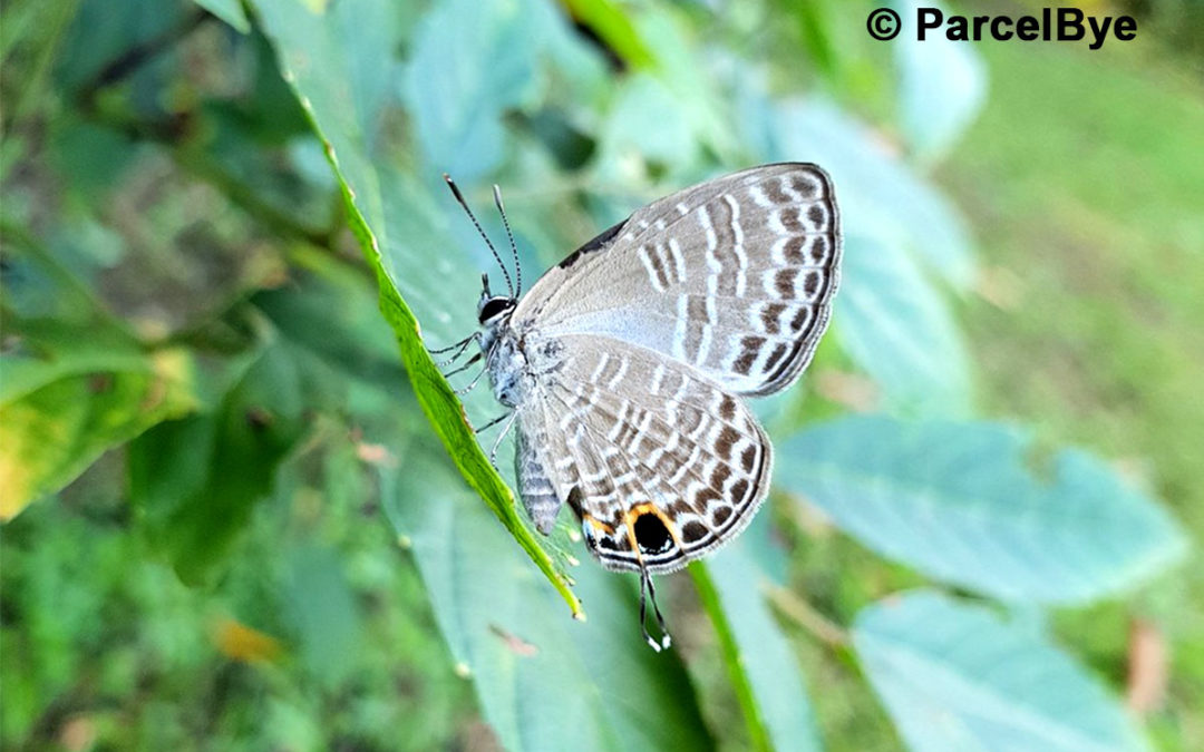 The Richy Sixline Blueผีเสื้อฟ้าขีดหกสีคล้ำNacaduba russelli