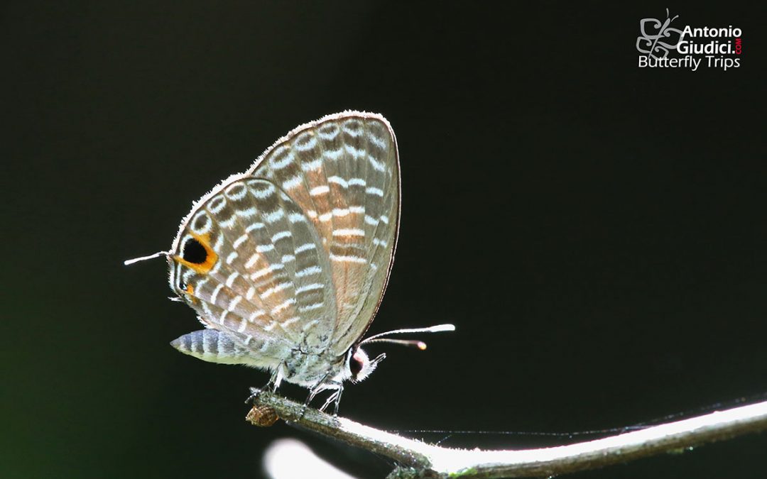 The Jewel Fourline Blueผีเสื้อฟ้าขีดสี่ประกายNacaduba sanaya