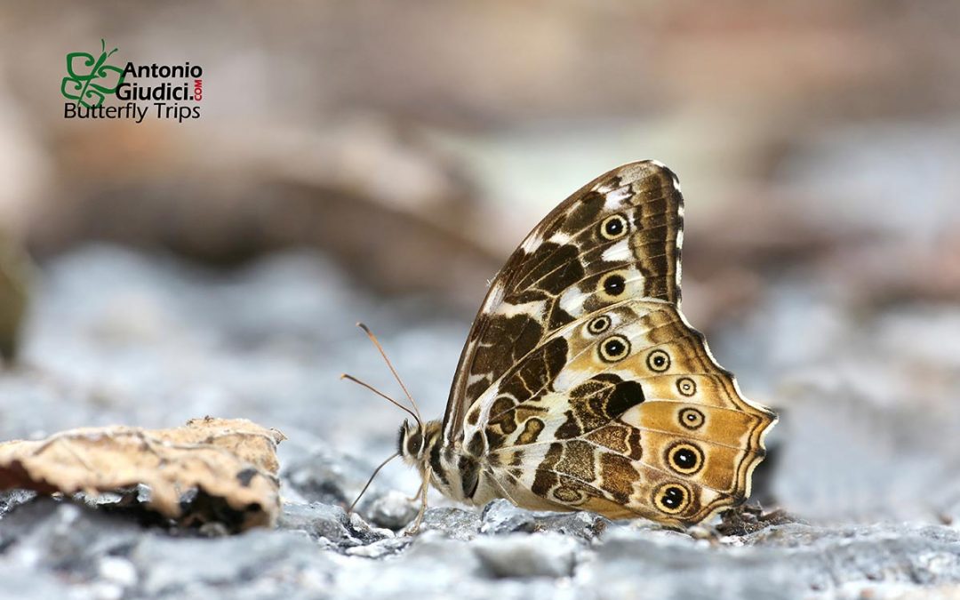 The Yellow Labyrinthผีเสื้อวงกตเหลืองNeope armandii