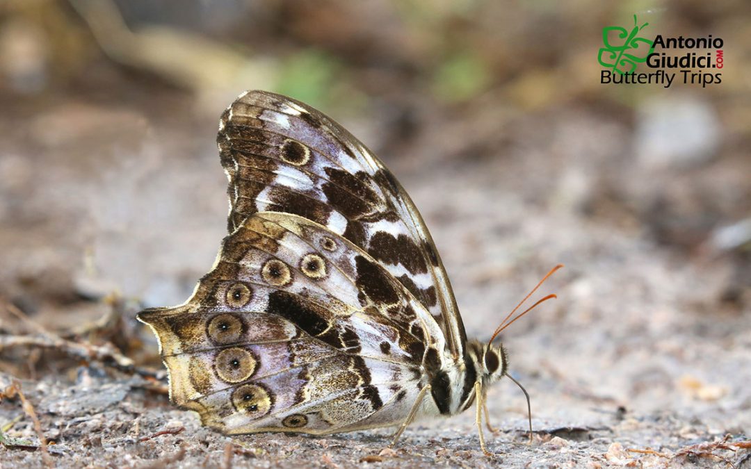 The Tailed Labyrinthผีเสื้อวงกตหางแหลมNeope bhadra