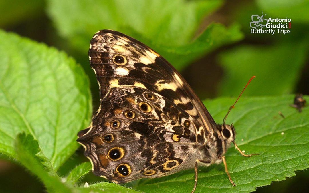 The Veined Labyrinthผีเสื้อวงกตลายเส้นNeope pulahoides