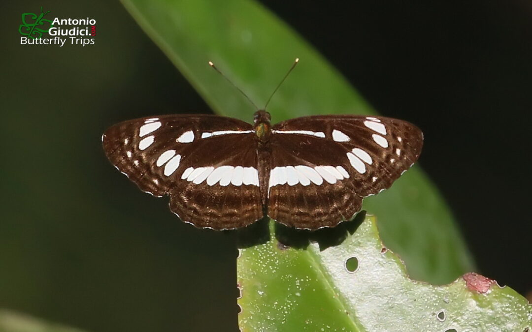 The Chestnut-streak Sailorผีเสื้อกะลาสีลายเส้นโตนดNeptis jumbah