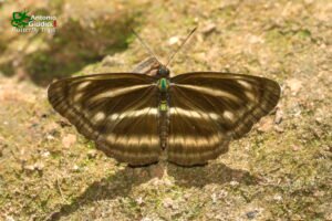 Neptis Nashona Nashona
