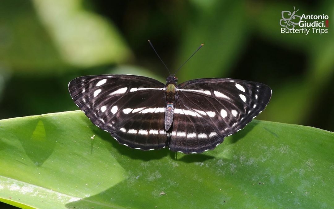 The Sullied Brown Sailorผีเสื้อกะลาสีตาลใต้เรียบNeptis nata