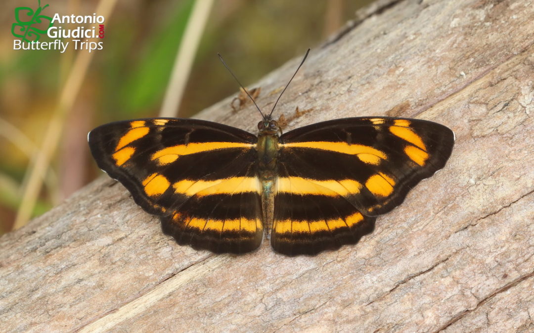 The Great Yellow Sailorผีเสื้อกะลาสีเหลืองใหญ่Neptis radha