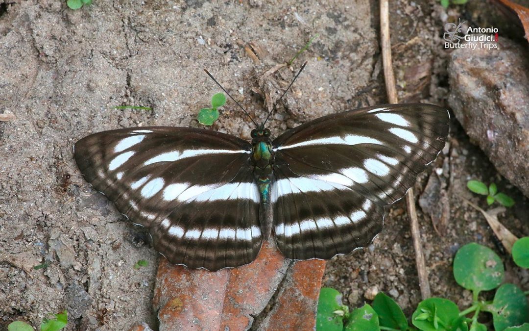 The Broad-banded Sailorผีเสื้อกะลาสีแถบกว้างNeptis sankara