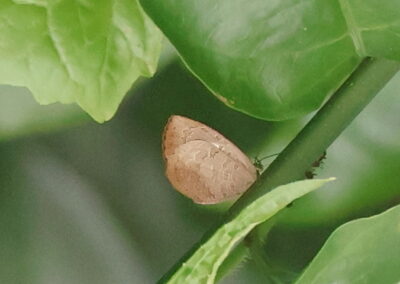 Miletus nymphis