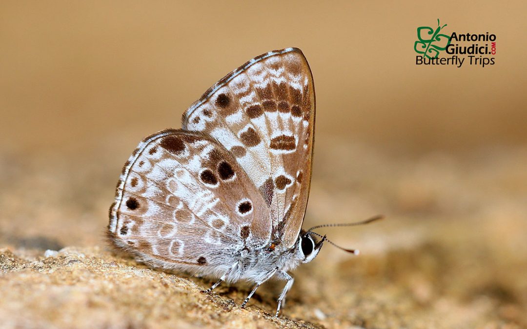 The White-banded Pierrotผีเสื้อม่วงปีกแหลมแถบขาวNiphanda asialis