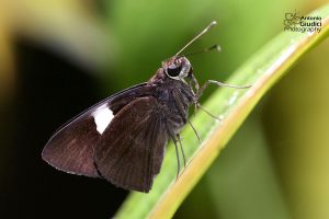 Notocrypta Clavata