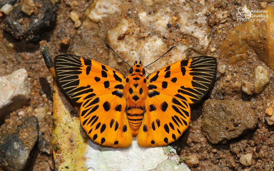 The Zigzag Flat ผีเสื้อลายซิกแซ็ก Odina decoratus