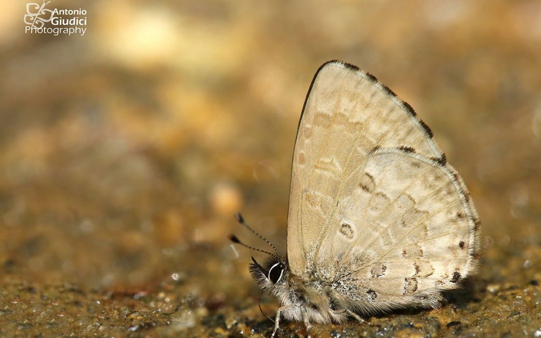 The Burmese Straight-wing Blueผีเสื้อฟ้าปีกตรงพม่าOrthomiella pontis