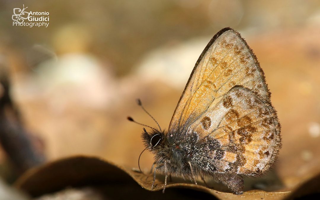 The Chinese Straight-wing Blueผีเสื้อฟ้าปีกตรงจีนOrthomiella rantaizana