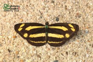 Pantoporia Bieti Pinratanai