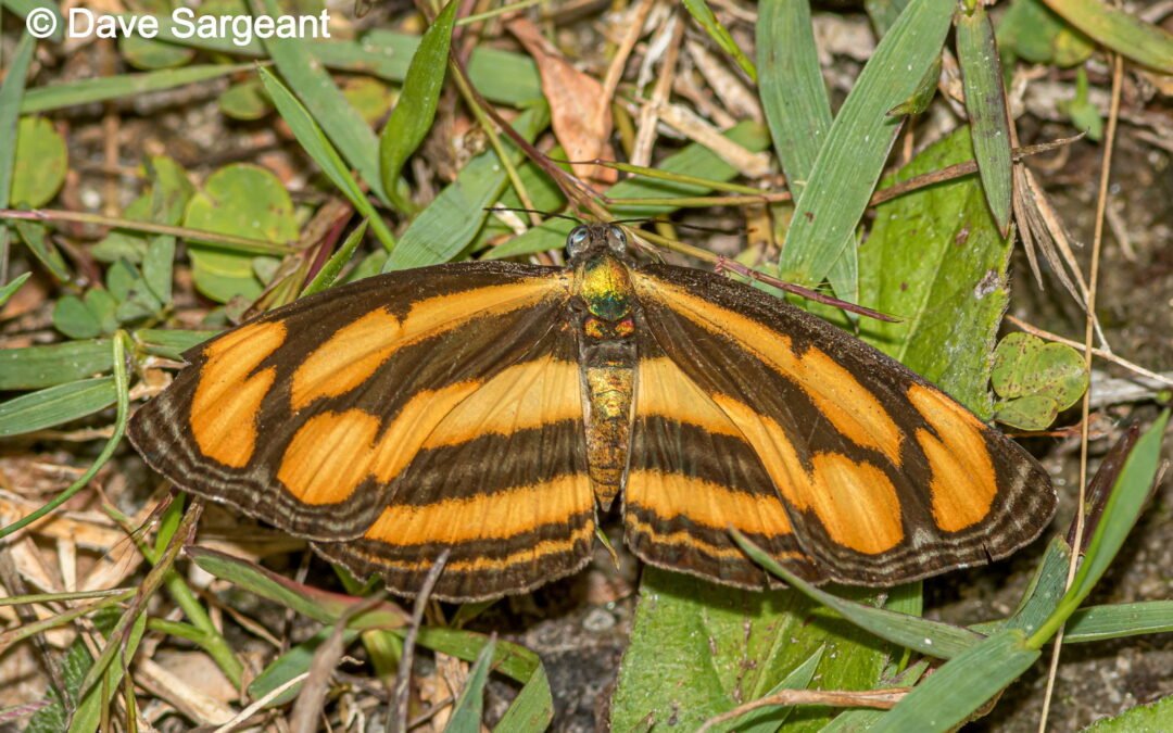Pantoporia dindinga