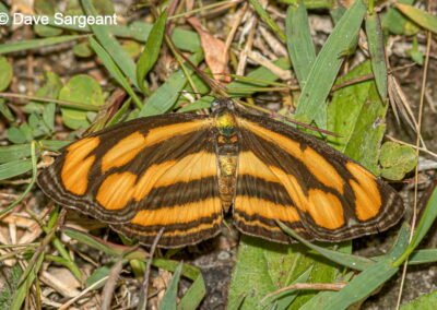 Pantoporia dindinga